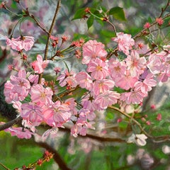 Fiori di ciliegio no. 3