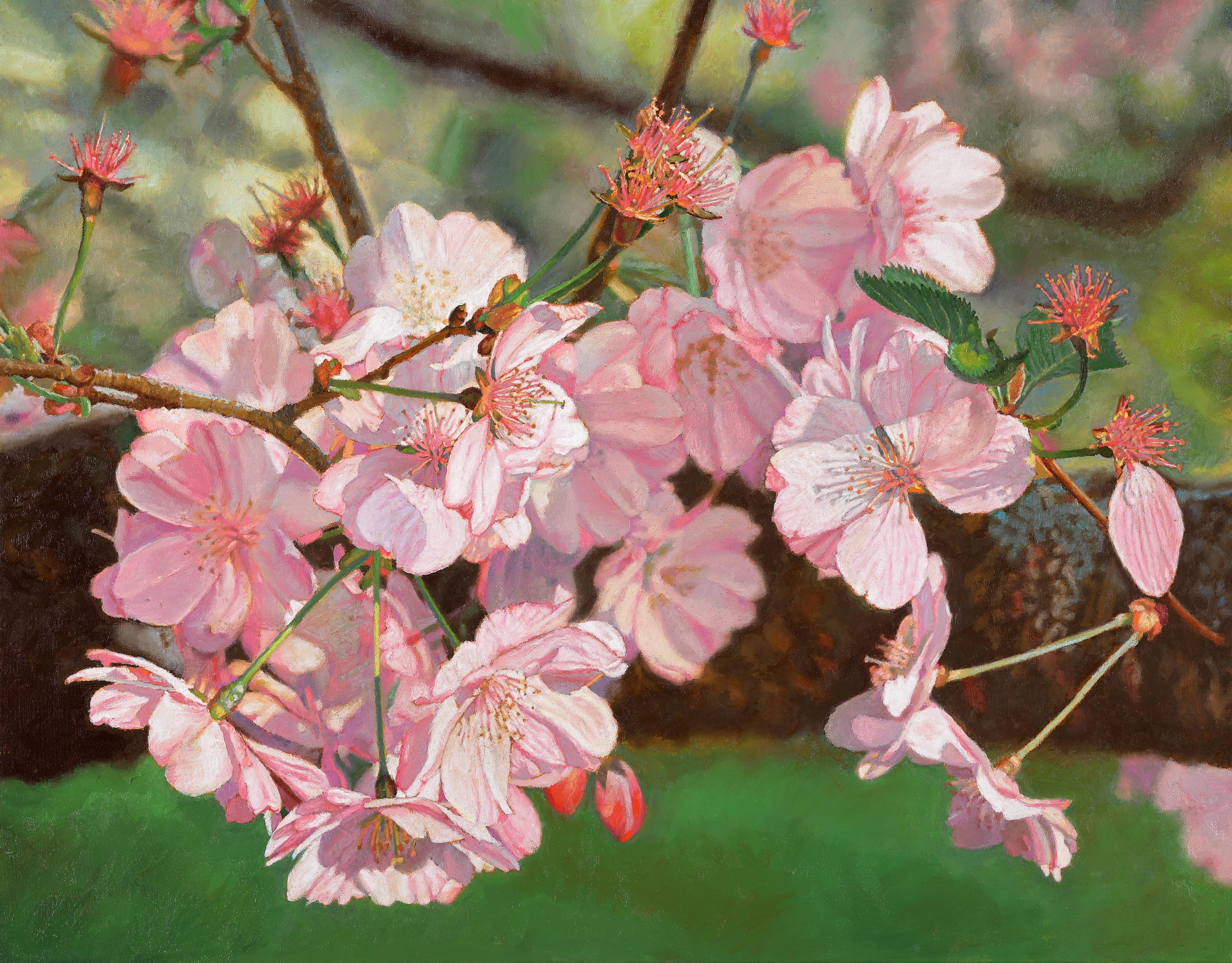 Cherry Blossoms Spring