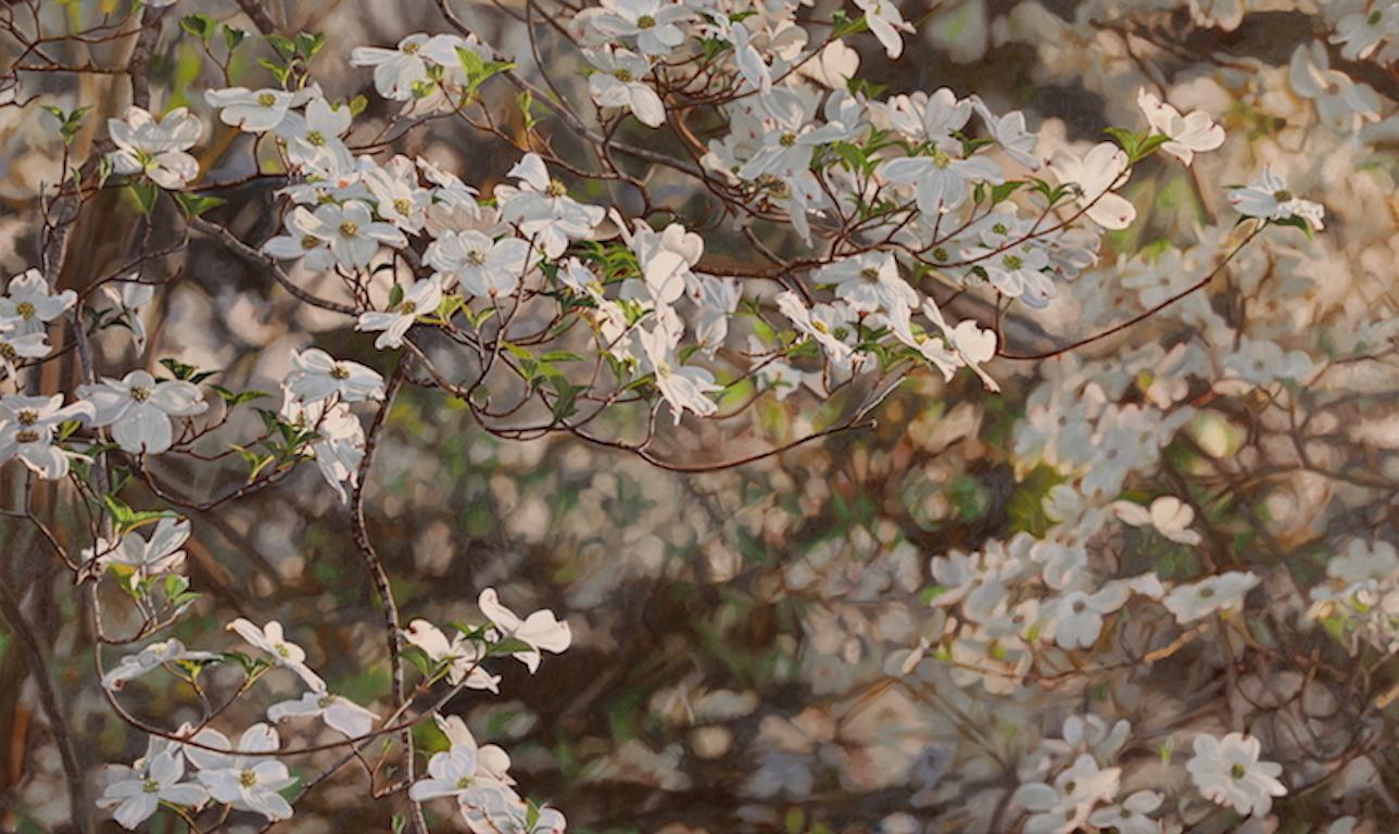  Flowering Dogwood