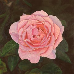 "New Pink Rose", Photorealistic Oil Painting on Canvas, Framed