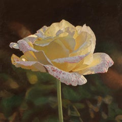 "Pale Yellow Rose", Photorealistic Oil Painting on Canvas, Framed