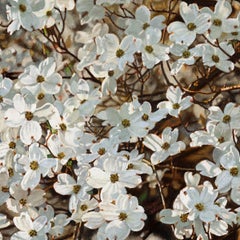 "Sunlit Dogwood", Contemporary, fotorealistisch, Ölgemälde, Leinen, gerahmt