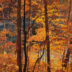 Thicket 42 Innsbrook, incorniciato