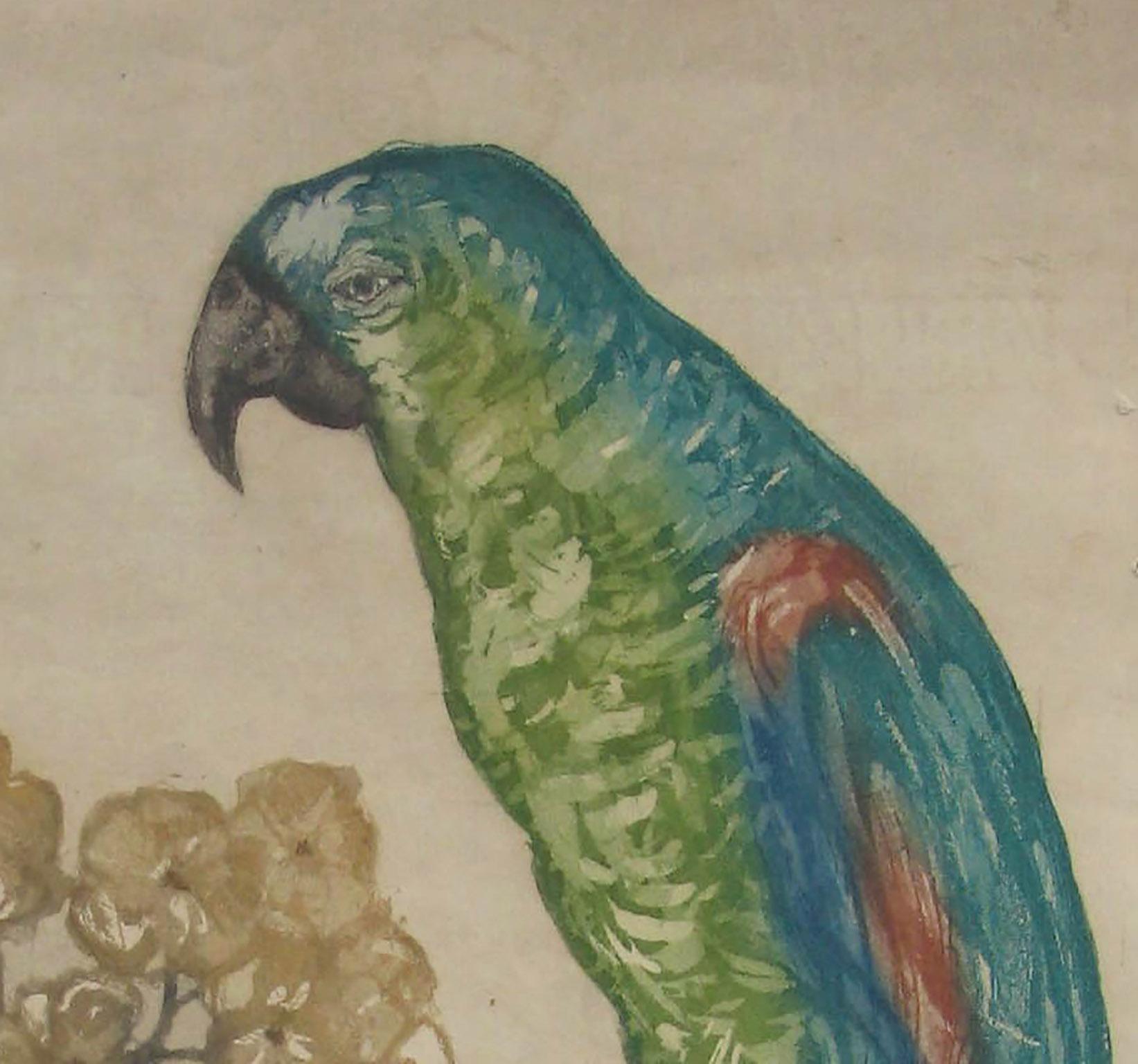 perroquet bird