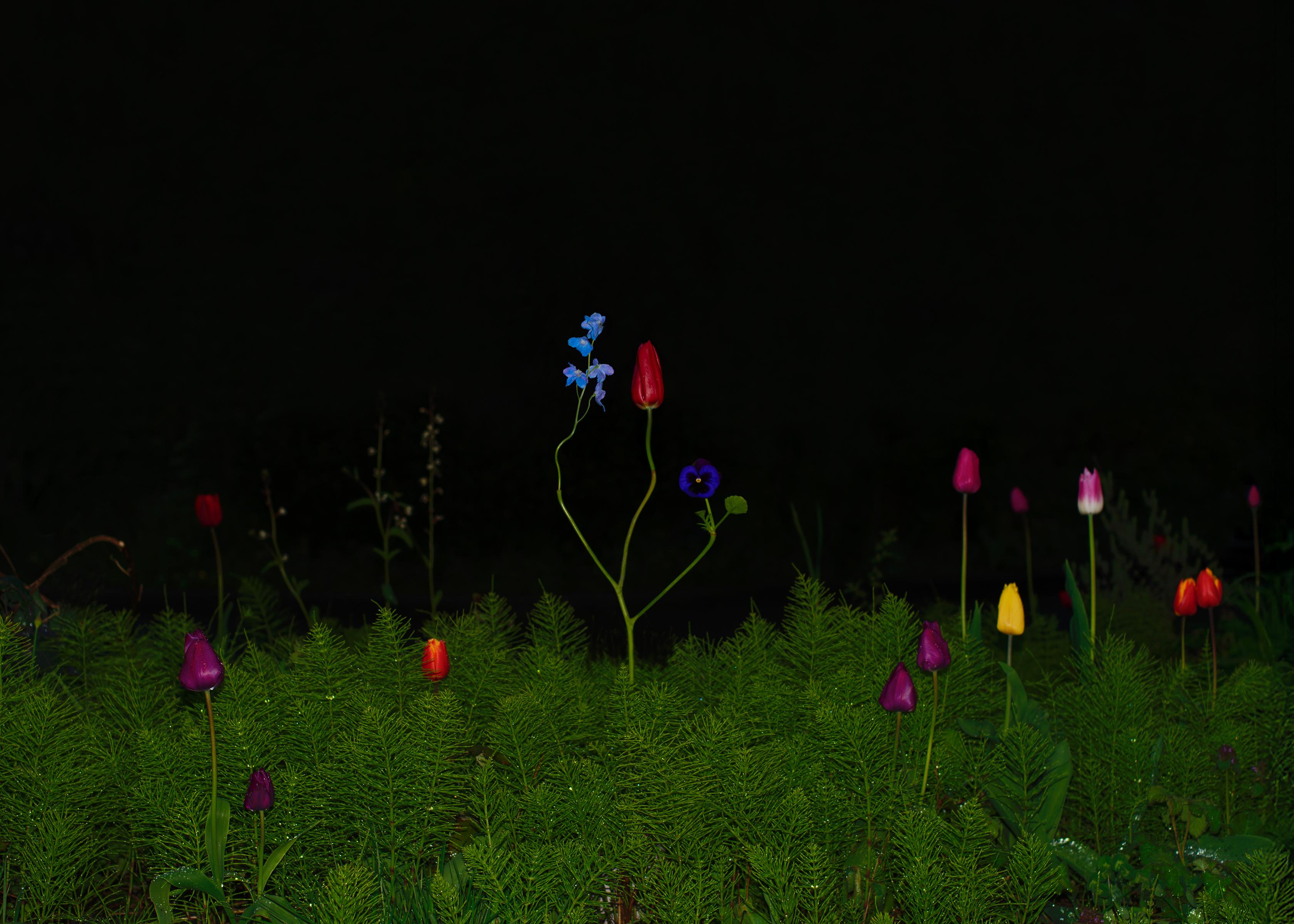 Jennifer Latour Still-Life Photograph – Night Species