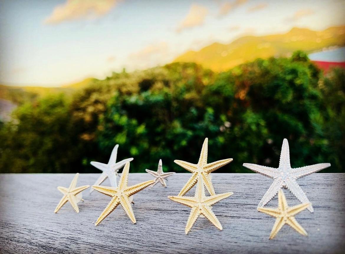 Donna Jennifer Liang Orecchini a stella di mare media in oro 14 KT in vendita