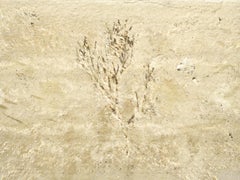 "Organic Landscapes: Cumberland Island NS No. 3" - composite photo, landscape