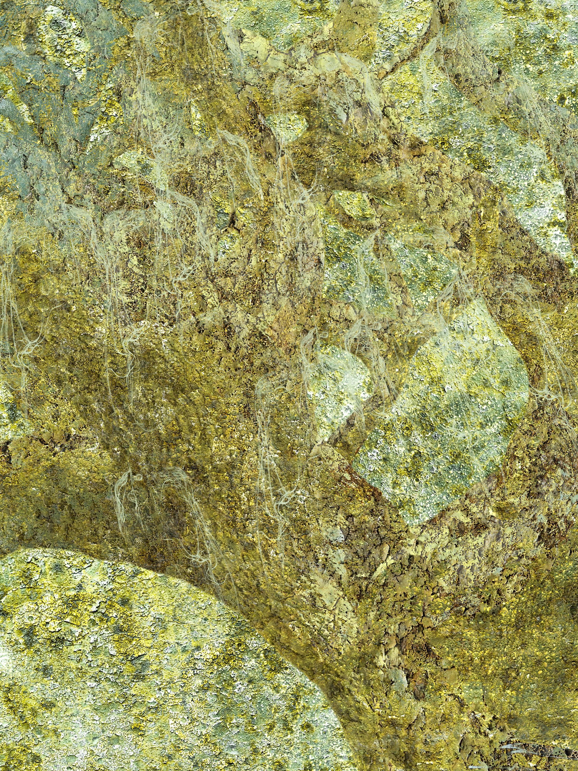 Jennifer McKinnon Landscape Photograph - "Organic Landscapes: Cumberland Island NS No. 7" - composite photo, landscape