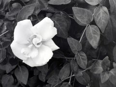 Gardenia: black & white framed photograph, flower w/ vines & leaves in landscape
