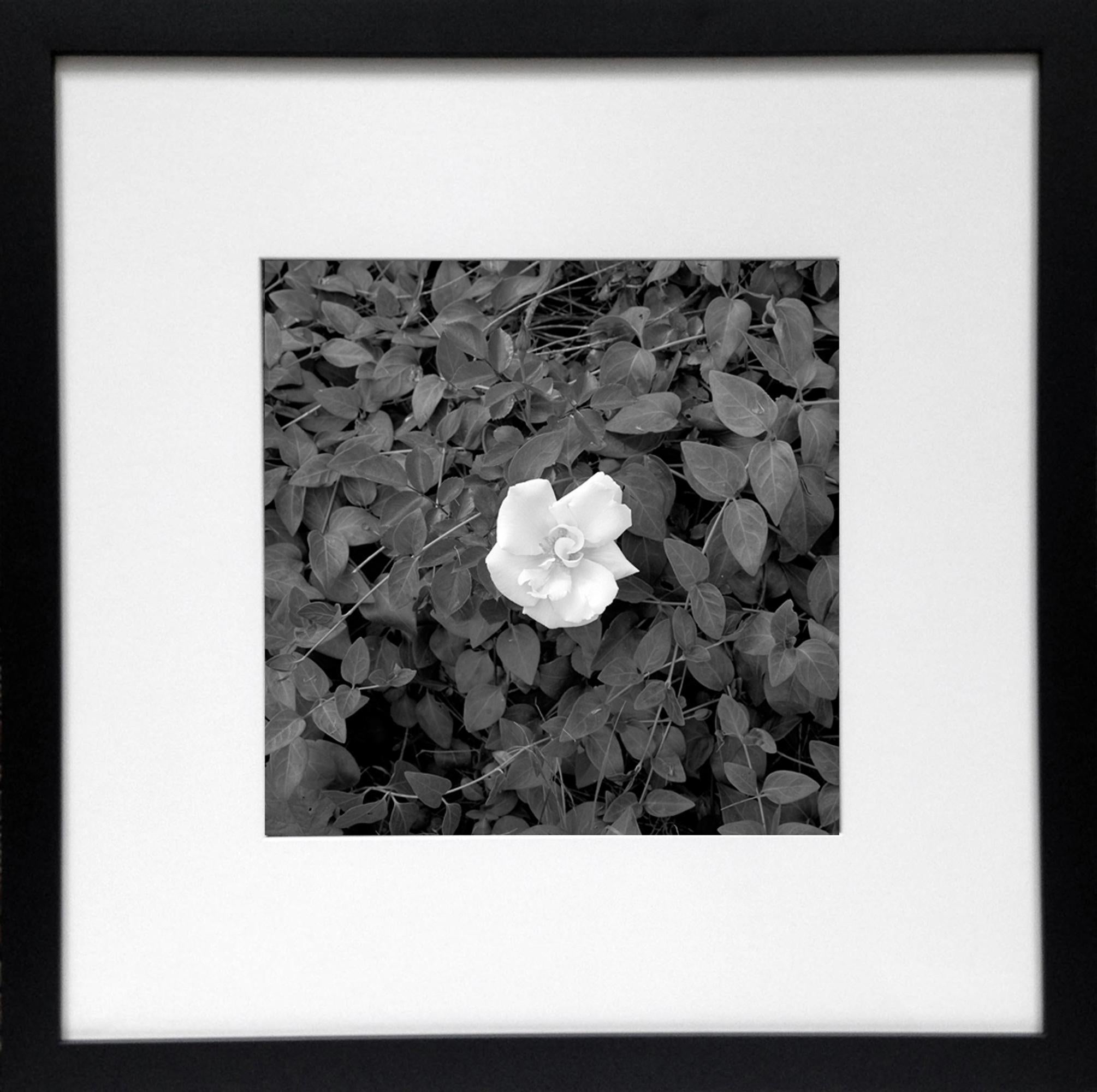 Gardenia: black & white framed photograph, flower w/ vines & leaves in landscape - Realist Photograph by Jenny Lynn