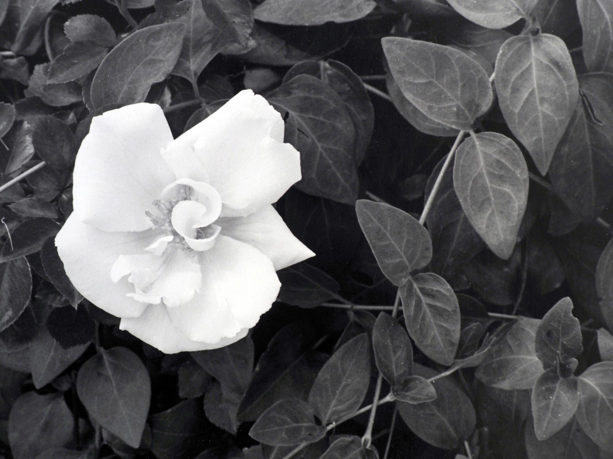 Gardenia: black & white framed photograph, flower w/ vines & leaves in landscape - Photograph by Jenny Lynn