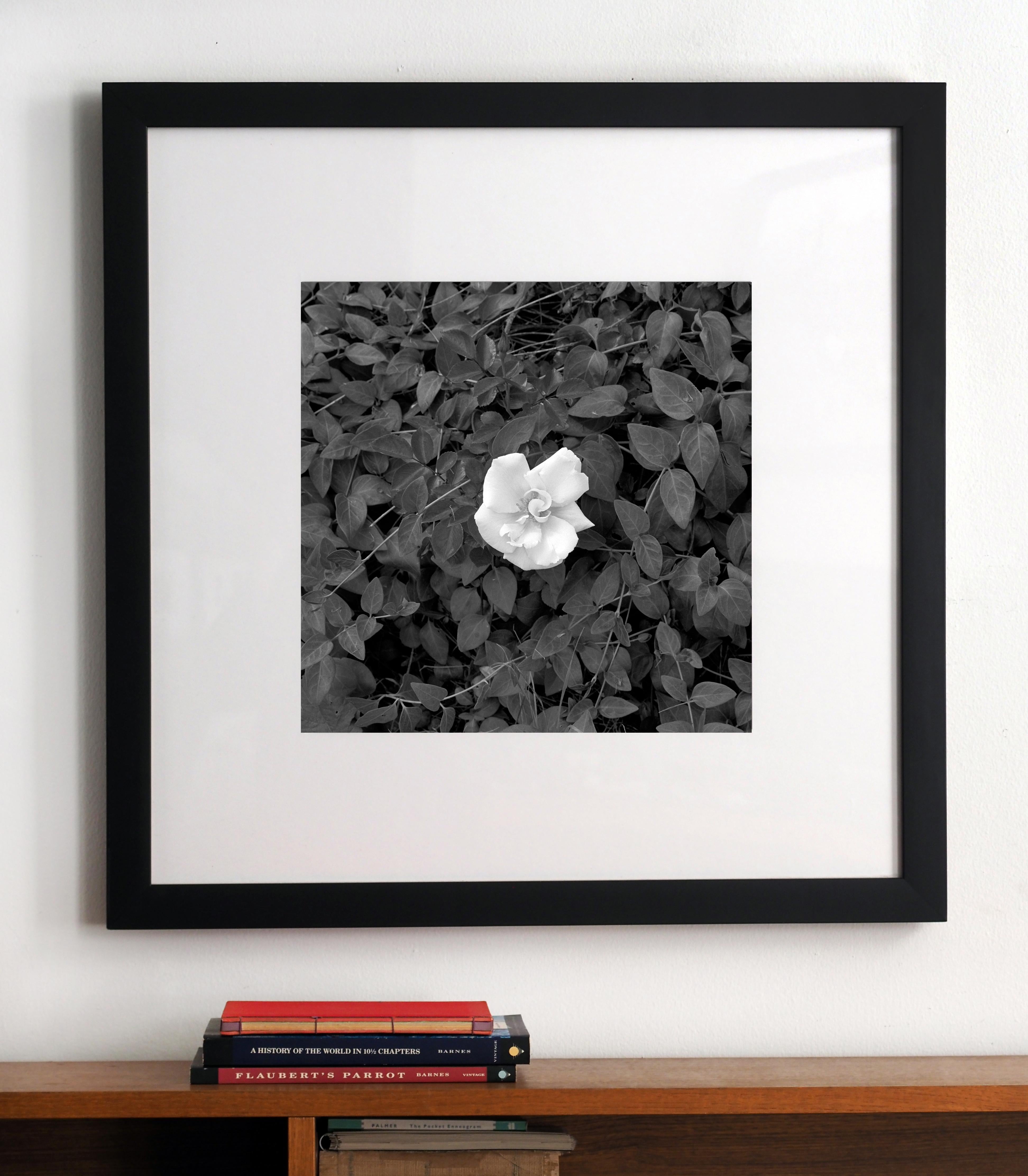 black leaves on gardenia