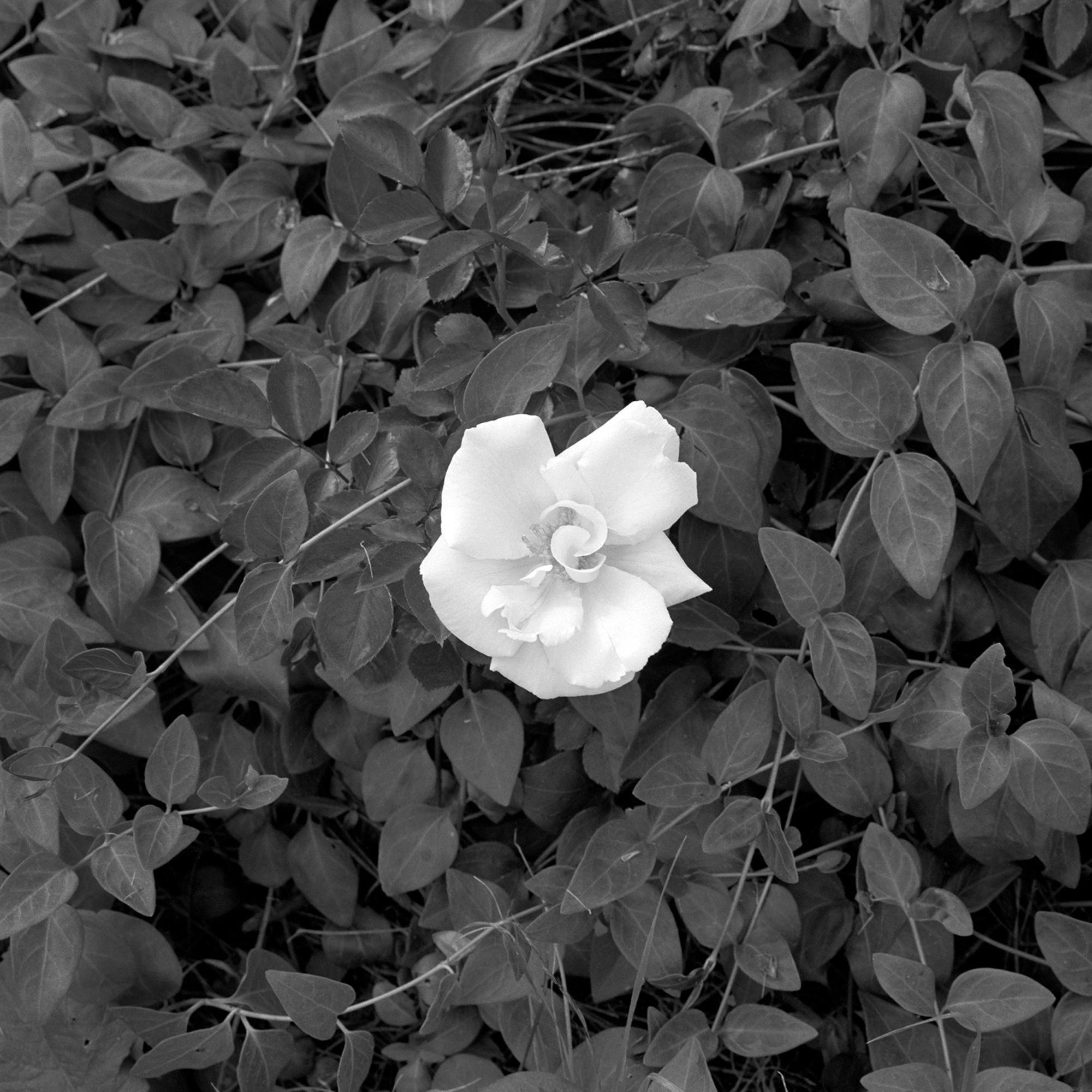Gardenia: Schwarz-Weiß-Fotografie gerahmt, Blume mit Ranken und Blättern in Landschaft