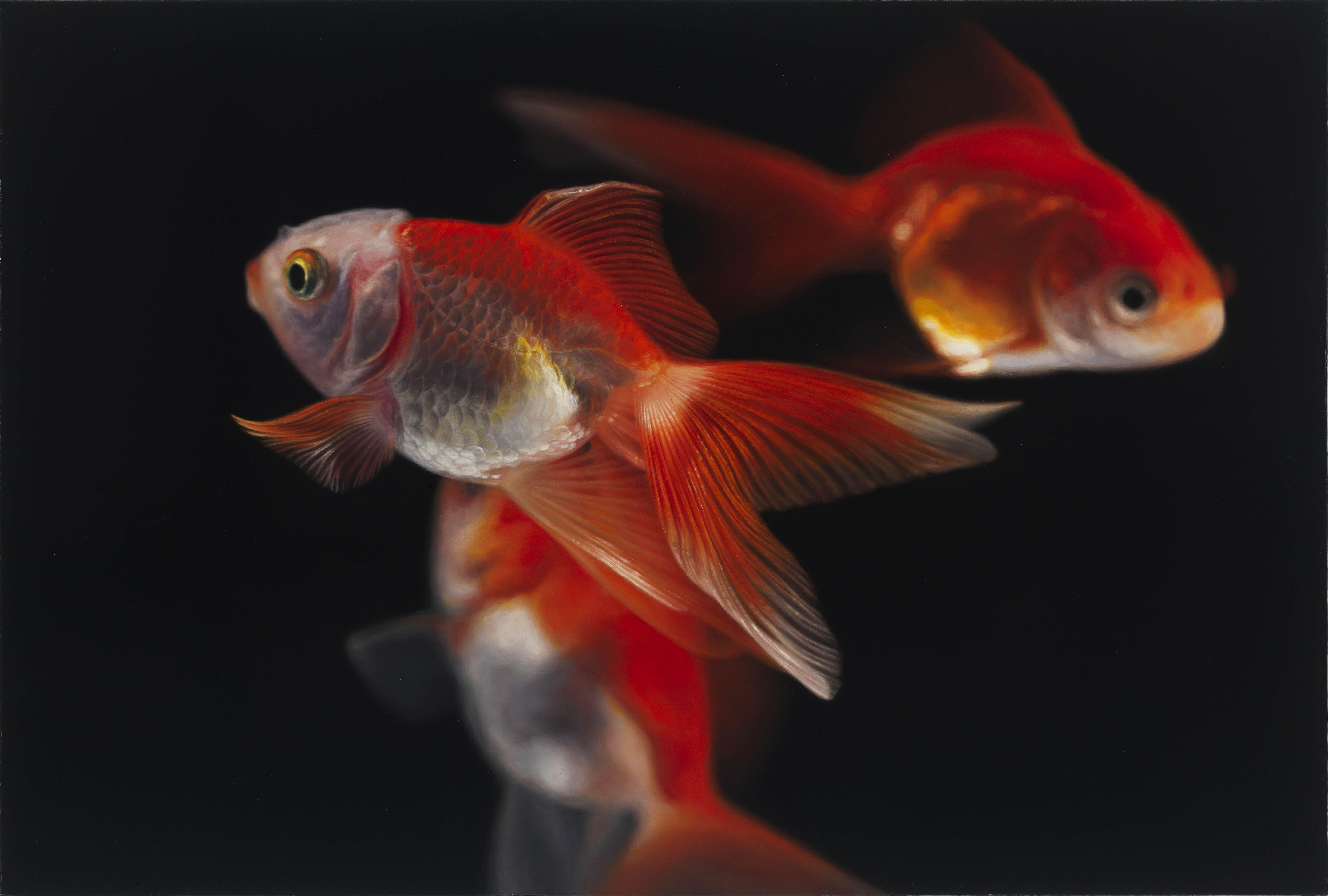 Goldfish is a nostalgic and sentimental subject. For most people, it would be their very first pet of their childhood. A calm and elegantly swimming goldfish looks like it is in another world, free of care and always at peace. It is illuminating to