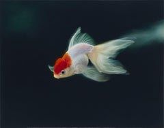 Peinture - Orfish (Oranda), huile sur toile