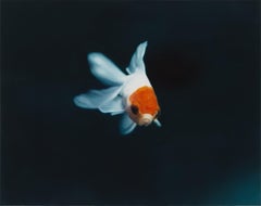 Goldfish(Oranda), Painting, Oil on Canvas