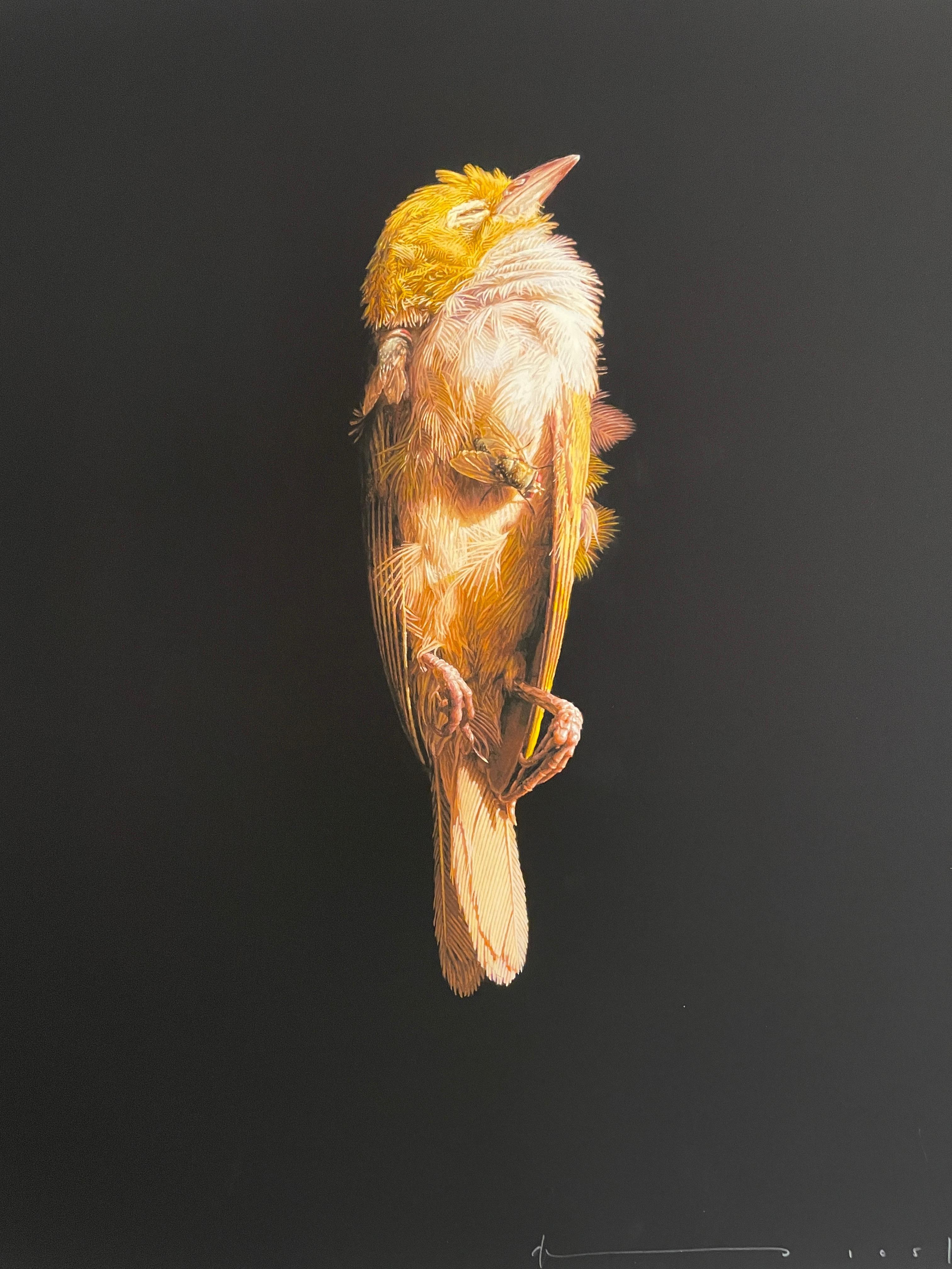 Jeremy Geddes Miserere Sleeping Bird Print Zeitgenössischer Straßenkünstler  im Angebot 1