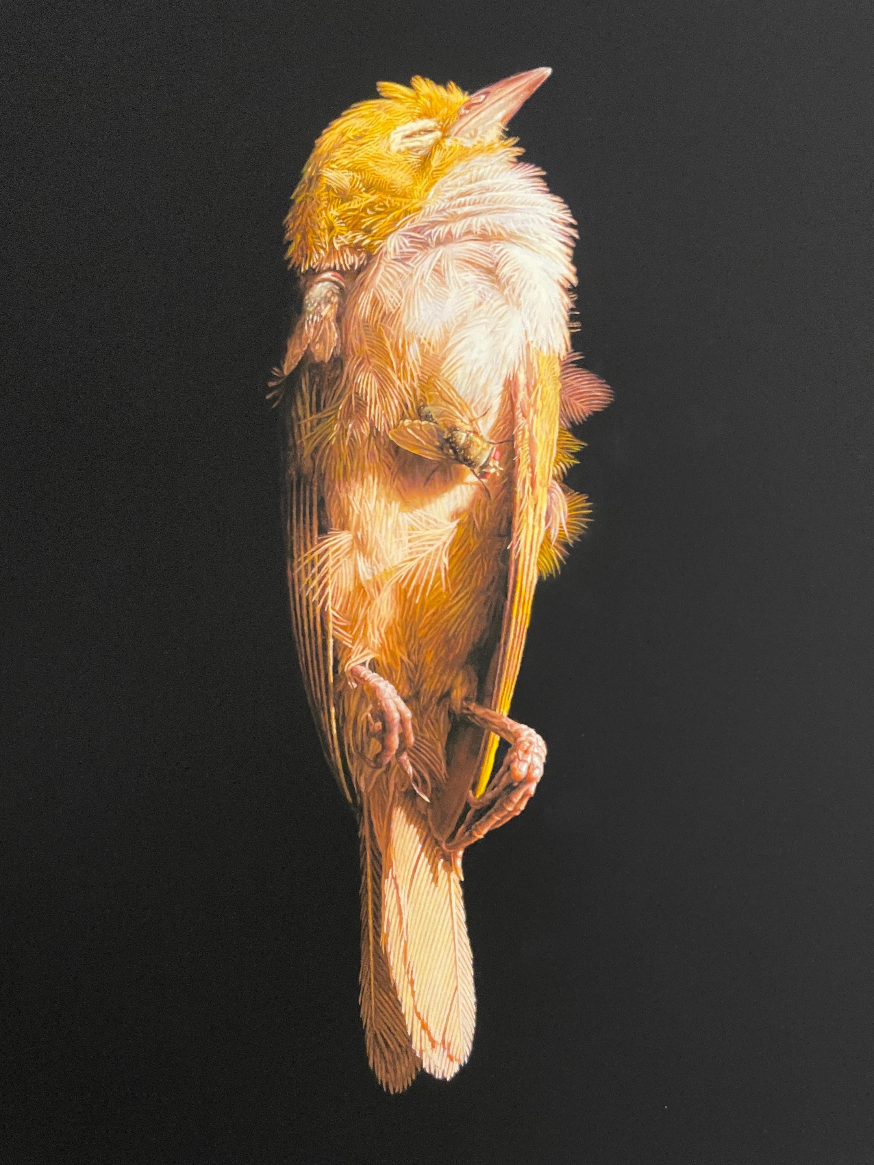 Jeremy Geddes Miserere Sleeping Bird Print Zeitgenössischer Straßenkünstler  im Angebot 2