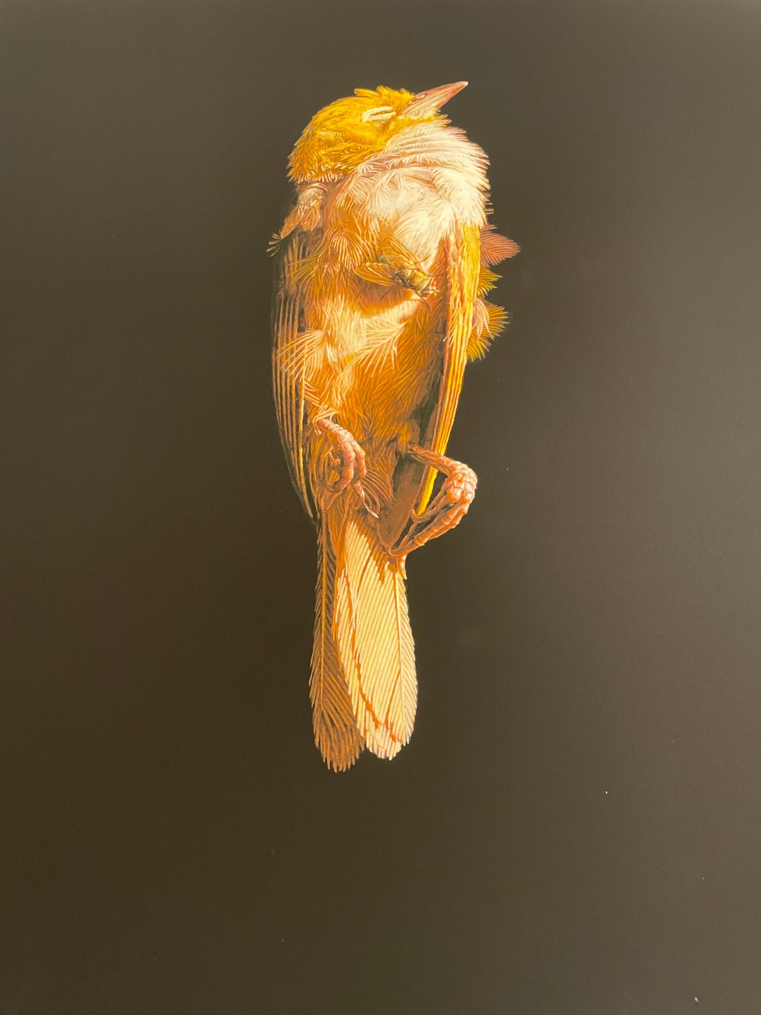 Jeremy Geddes Miserere Sleeping Bird Print Artiste de rue contemporain 3