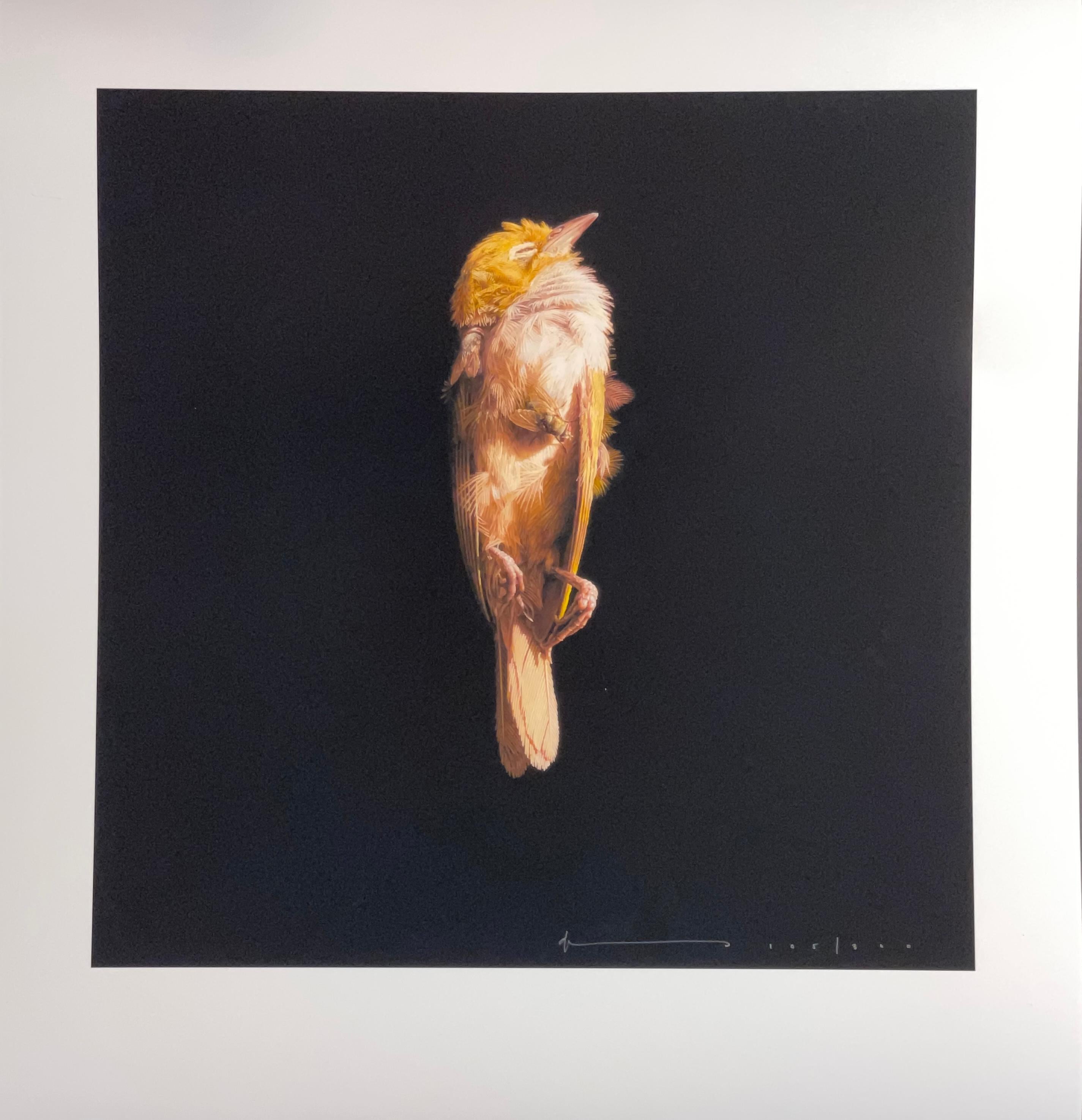 Jeremy Geddes Miserere Sleeping Bird Print Contemporary Street Artist  For Sale 1