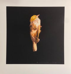 Jeremy Geddes Miserere Sleeping Bird Stampa Artista di Strada Contemporaneo