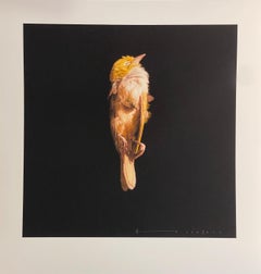 Jeremy Geddes Miserere Sleeping Bird Print Zeitgenössischer Straßenkünstler 