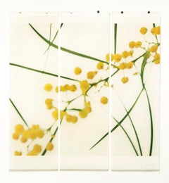 Acacia No.2
