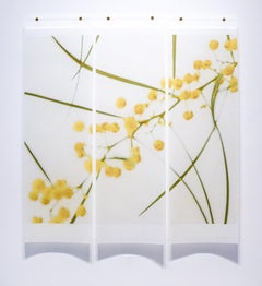 Acacia, n° 2 : Photographie de nature morte abstraite de fleurs jaunes et vertes sur blanc