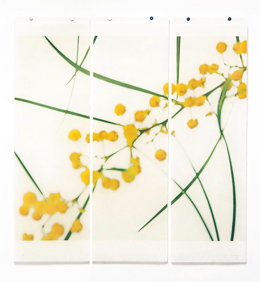 Jeri Eisenberg Still-Life Photograph - Acacia, No. 2: Abstract Still Life Photograph of Yellow & Green Flowers on White
