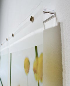 Acacia, nº 3: Fotografía floral de flores amarillas y verdes sobre blanco