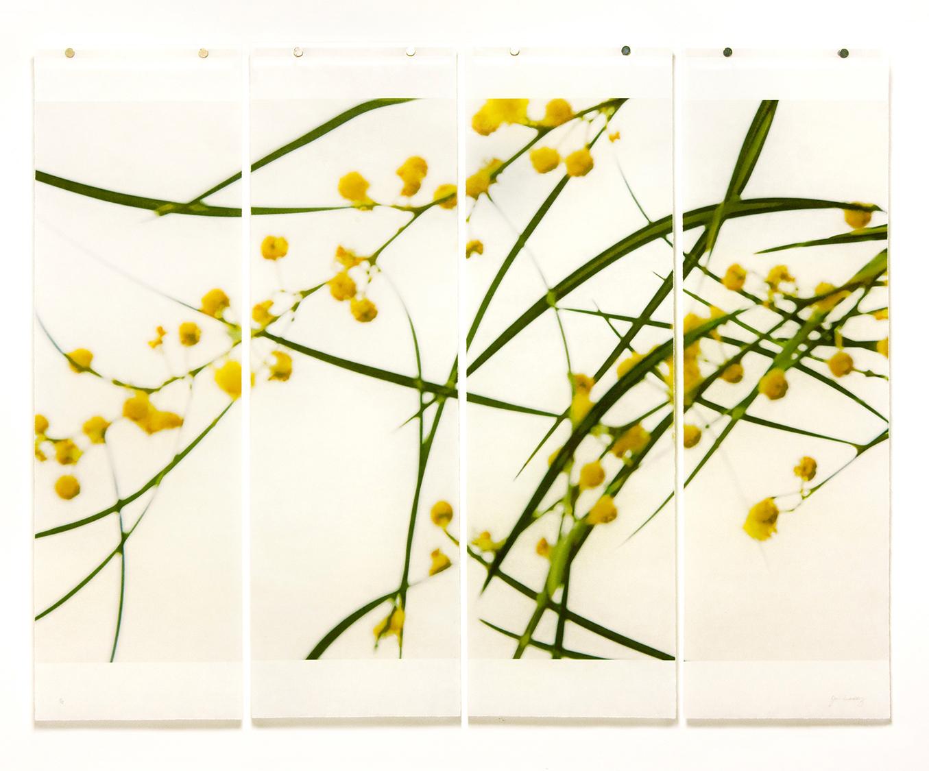 Acacia, No. 3: Yellow Floral Photograph of Yellow & Green Flowers on White