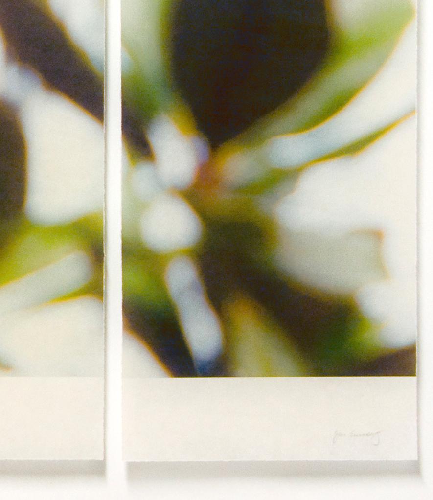 Herbst- Magnolien (Delicate-Fotografie auf Reispapier mit pflaumenfarbenen Blüten) – Photograph von Jeri Eisenberg