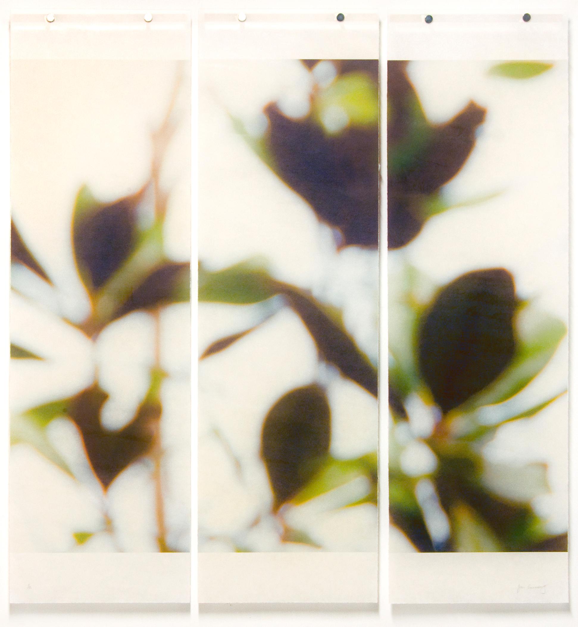 Jeri Eisenberg Abstract Photograph – Herbst- Magnolien (Delicate-Fotografie auf Reispapier mit pflaumenfarbenen Blüten)