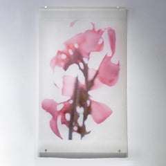 Canna No. 2 (Abstrakte Stilllebenfotografie einer rosa Blume auf Weiß)