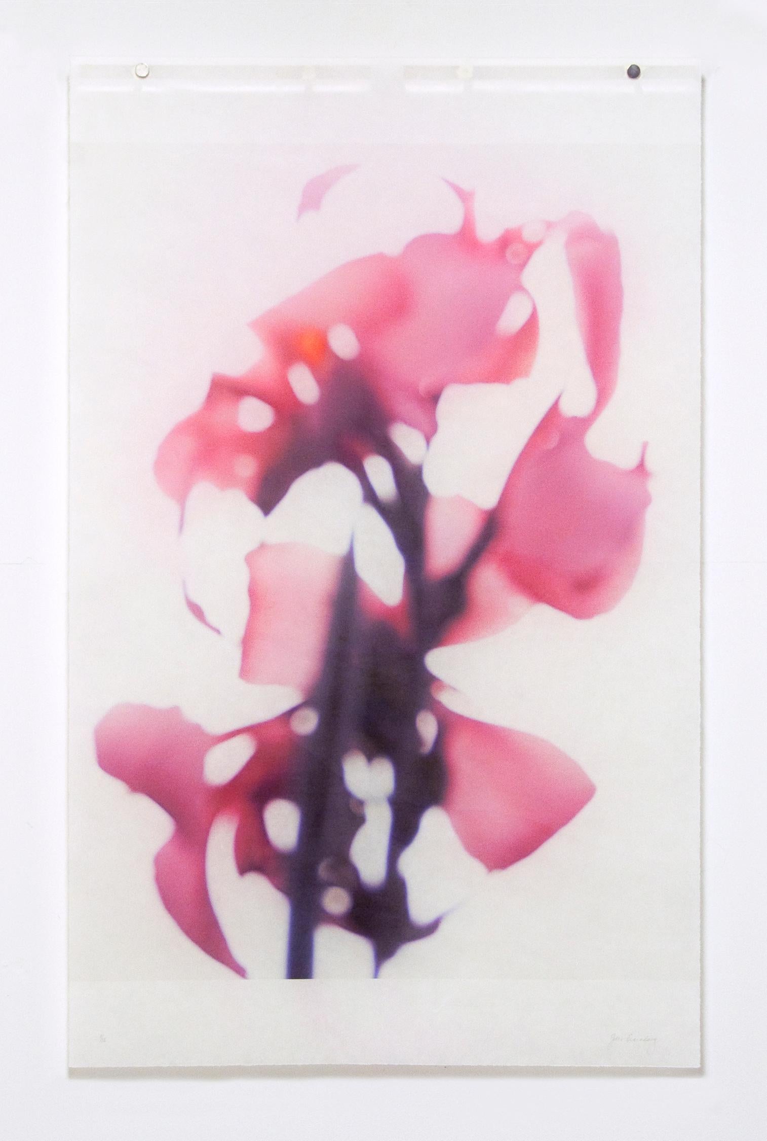 Jeri Eisenberg Landscape Photograph – Canna No. 2 (Abstrakte Stilllebenfotografie einer rosa Blume auf Weiß)