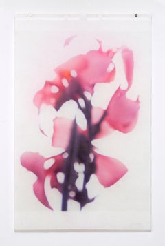 Canna No. 2 (Abstract Still Life Photograph of Pink Flower on White)