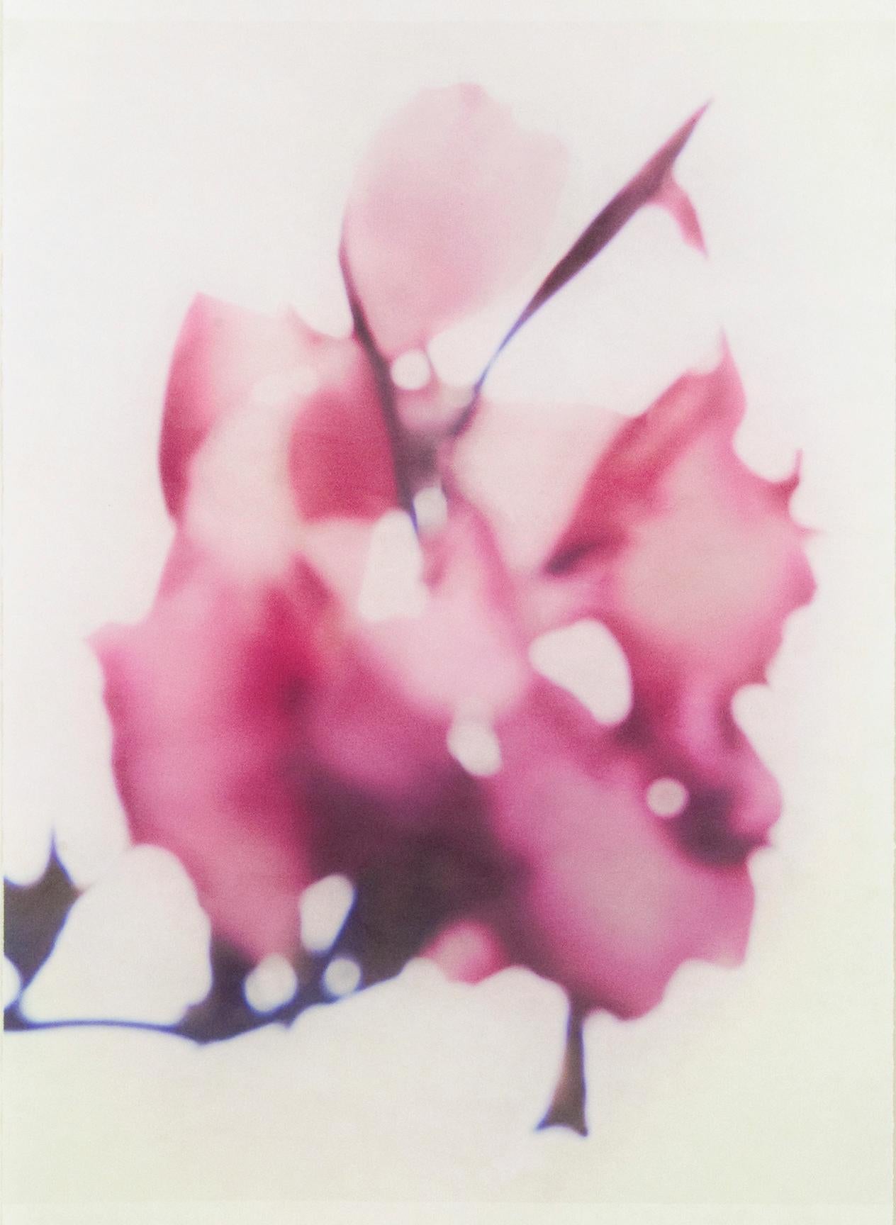 Canna No. 5 (Abstrakte Stilllebenfotografie einer magentafarbenen Lilienblume auf Weiß)
