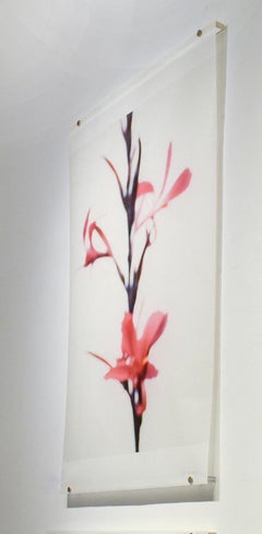 Canna No. 6 (Abstrakte Stilllebenfotografie einer magentafarbenen Lilienblume auf Weiß)