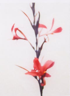 Canna n° 6 (Photographie de nature morte abstraite d'une fleur de nénuphar magenta sur blanc)