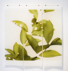 Canopy (Lago di Loto): Fotografia astratta di natura morta di foglie verdi su bianco