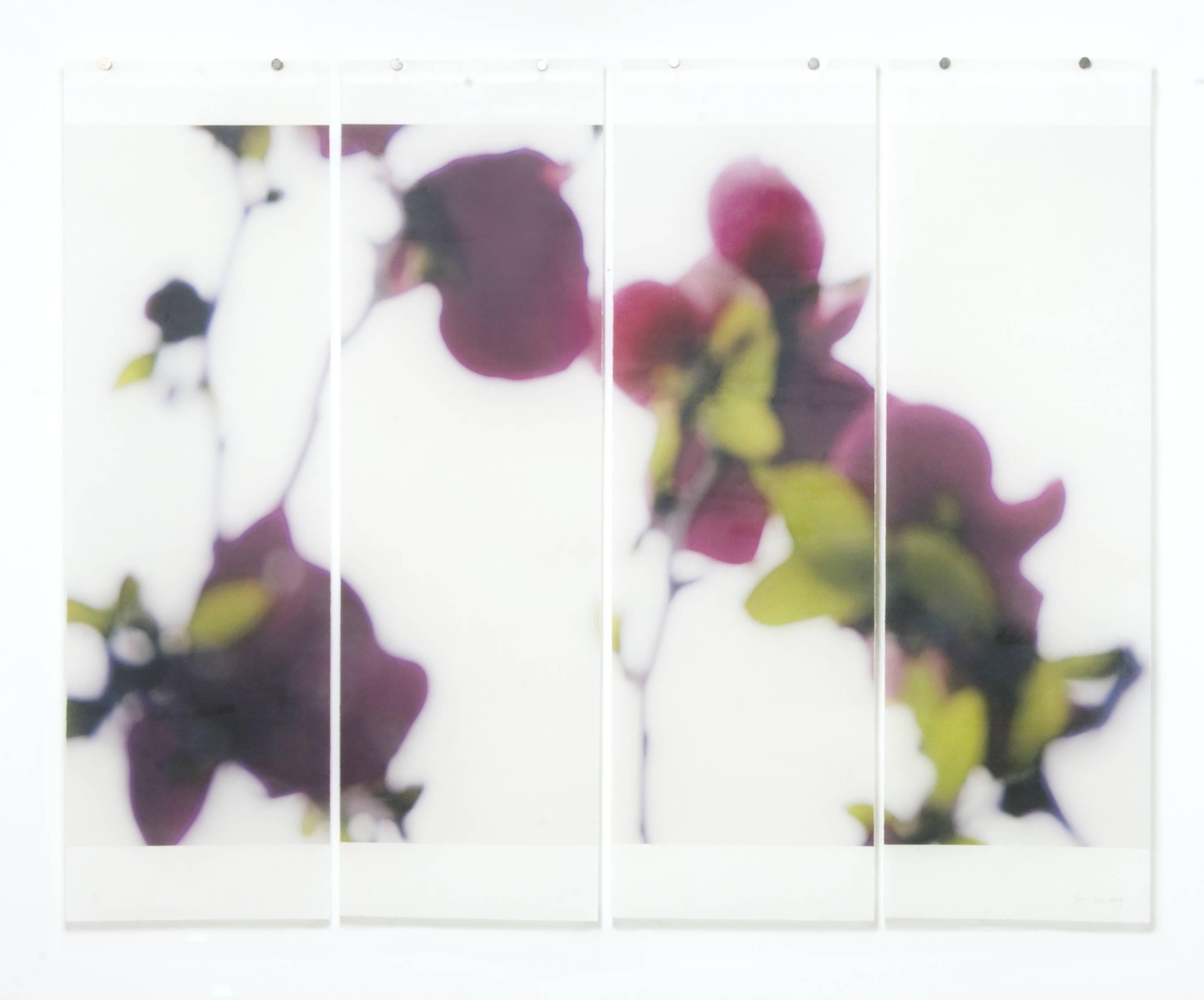Jeri Eisenberg Abstract Photograph - Dark Magnolia, no. 2