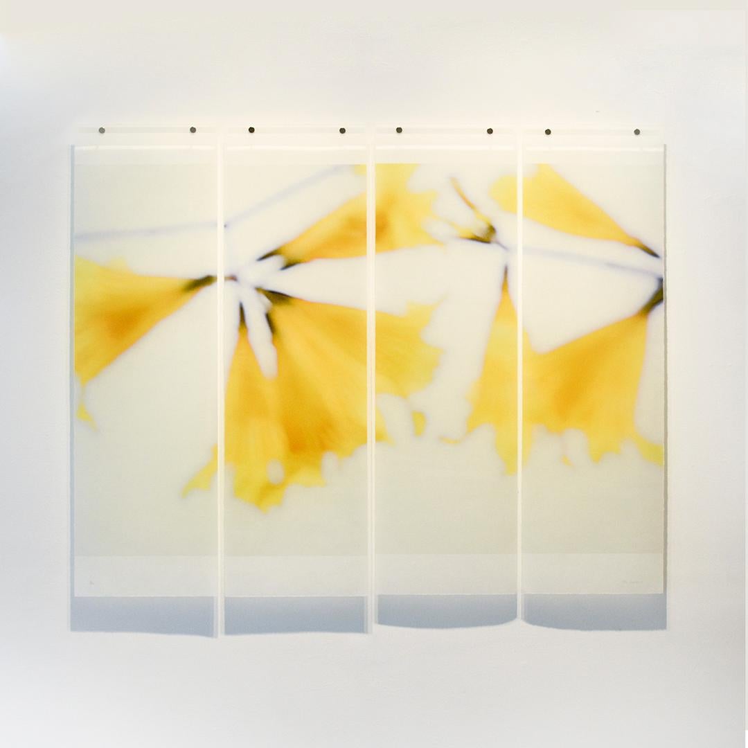 Golden Trumpets : Photographie de nature morte abstraite de fleurs jaunes sur ciel blanc - Beige Still-Life Photograph par Jeri Eisenberg