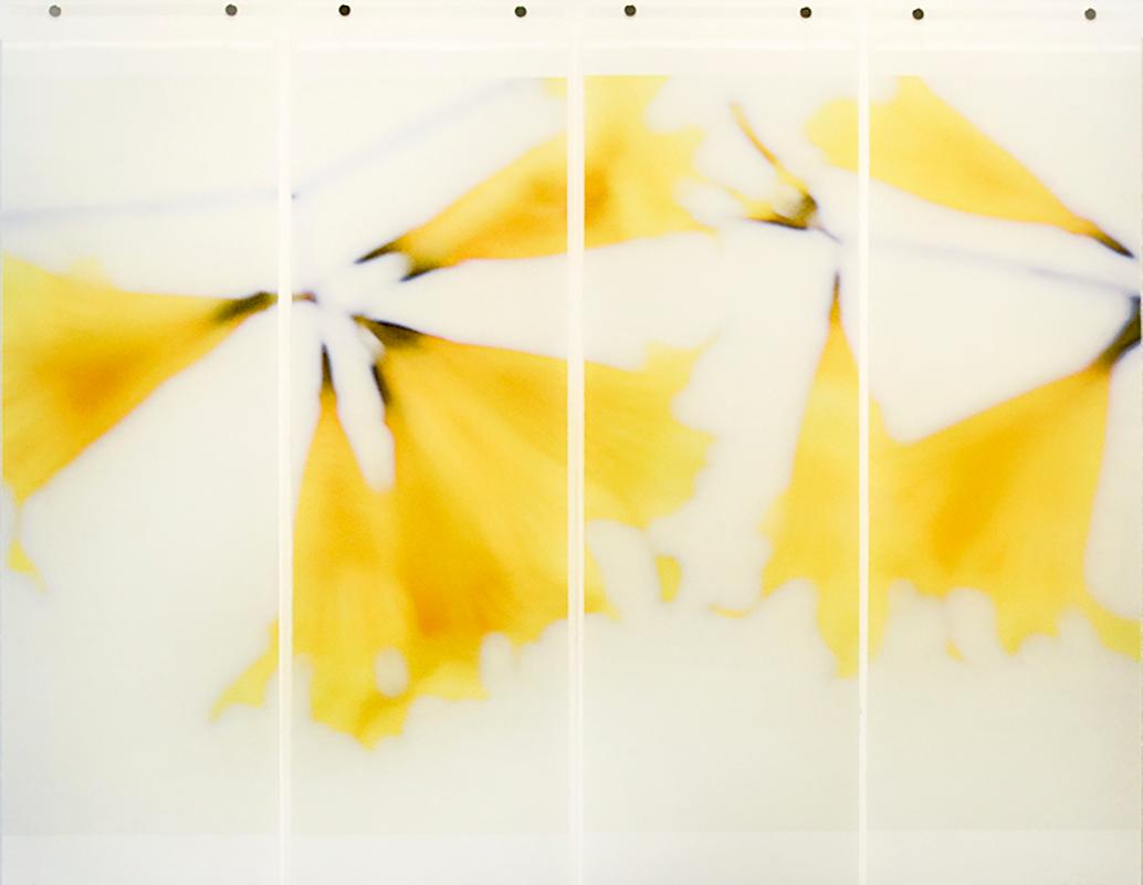 Golden Trumpets: Abstracted Still Life Photograph of Yellow Flowers on White Sky