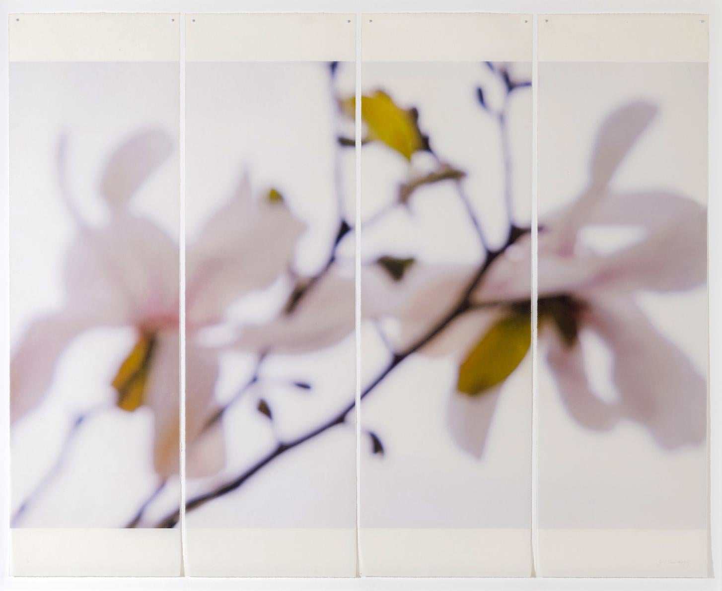 Jeri Eisenberg Still-Life Photograph - Star Magnolia (Delicate Floral Photograph on Japanese Rice Paper, Framed)