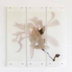 STELLA MAGNOLIA, N.5