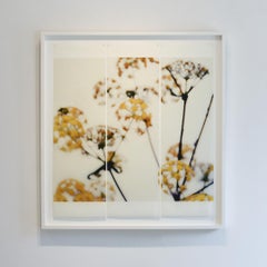 Wild Fennel: Framed Abstract Still Life Photograph of Yellow Flowers on White
