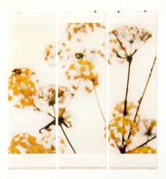 Wild Fennel: Framed Abstract Still Life Photograph of Yellow Flowers on White