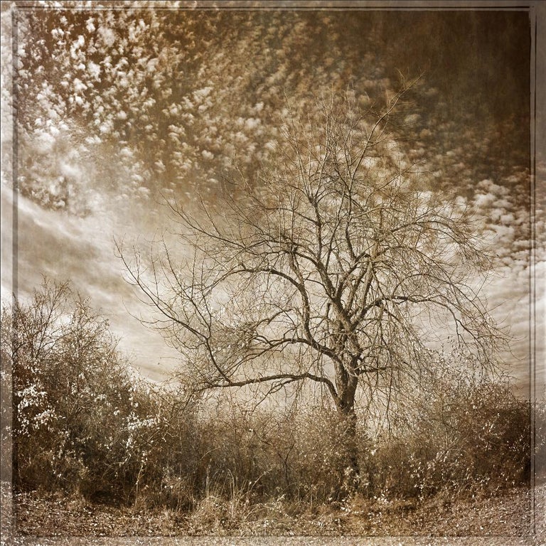 Cloud Blossoms Sepia Toned Landscape Photograph Of Trees Sky