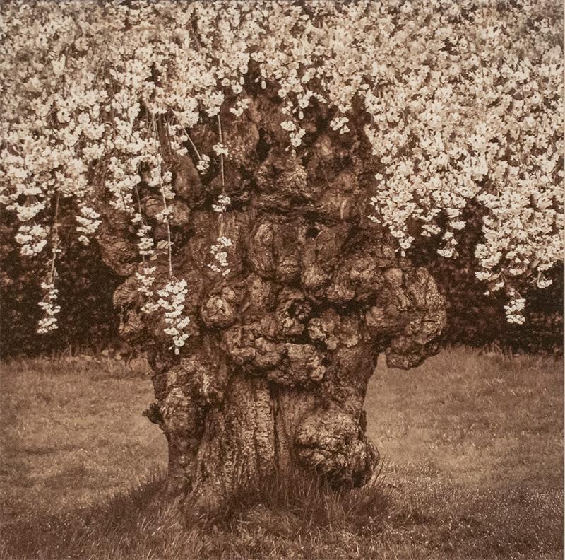 Flowering Tree (Contemporary Rustic Still Life Photo in Black and White)
