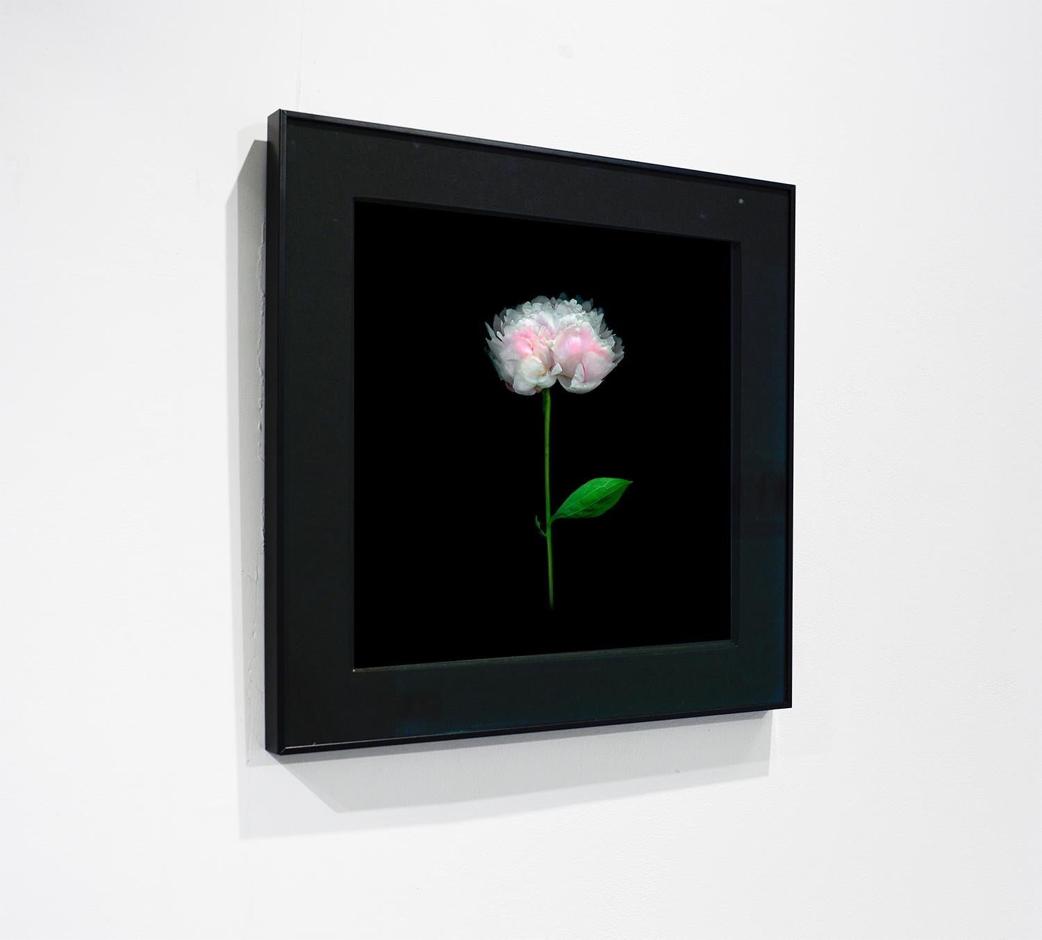 Still life color photograph of a link pink flower on a black background
